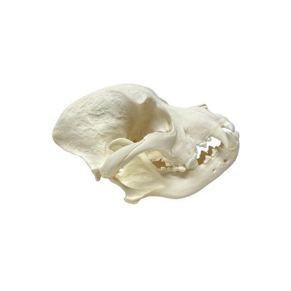 Schädel Hund (stafford)