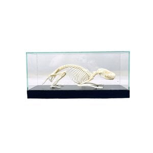 Stachelschwein-Skelett in einer Glasvitrine