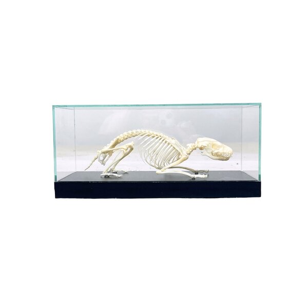Stachelschwein-Skelett in einer Glasvitrine