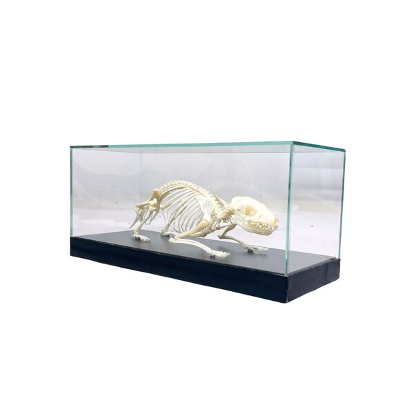Hedgehog Skeleton in a Glass Display