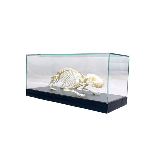 Stachelschwein-Skelett in einer Glasvitrine