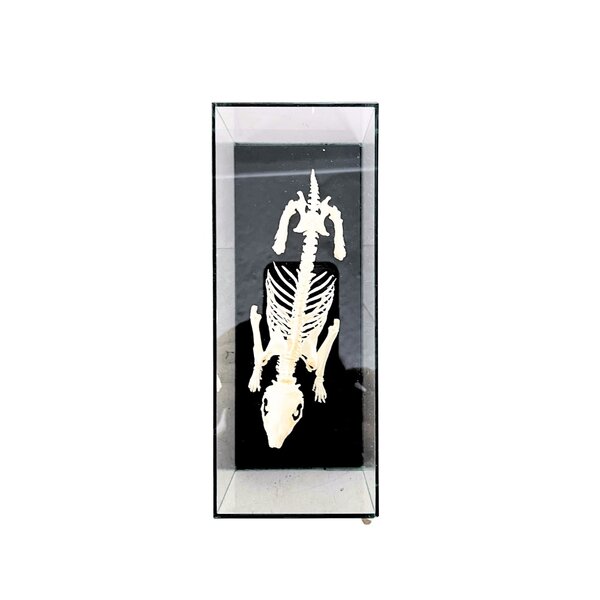 Hedgehog Skeleton in a Glass Display