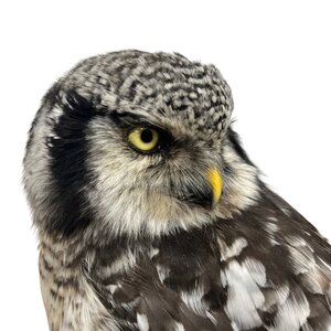 Mounted Northern hawk-owl