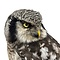 Mounted Northern hawk-owl