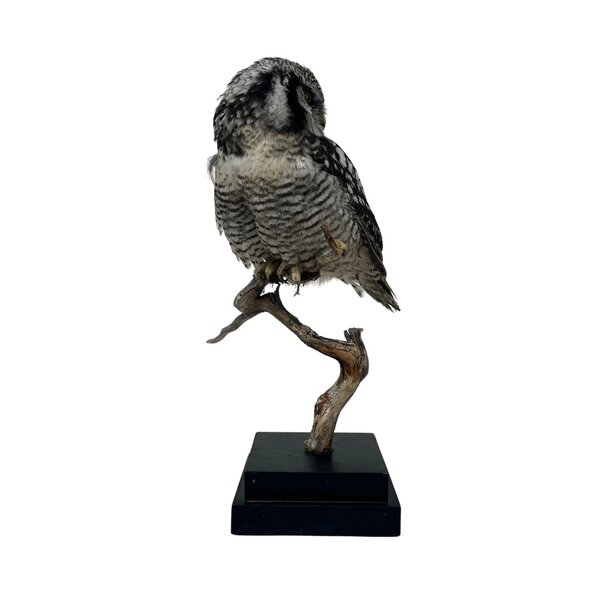 Mounted Northern hawk-owl