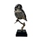 Mounted Northern hawk-owl