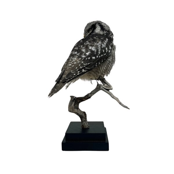 Mounted Northern hawk-owl