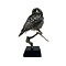 Mounted Northern hawk-owl