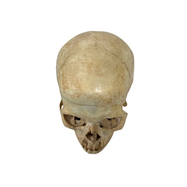 Schedel mens (D)