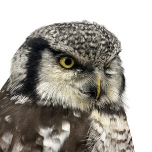 Mounted Northern hawk-owl (B)