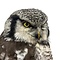 Mounted Northern hawk-owl (B)