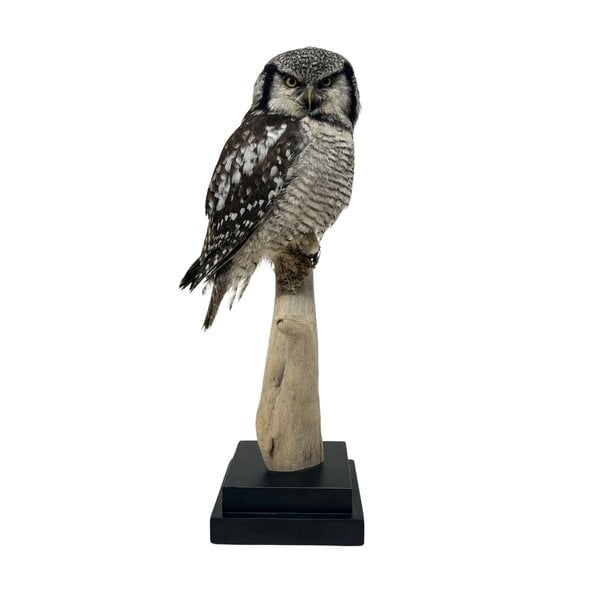 Mounted Northern hawk-owl (B)