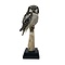 Mounted Northern hawk-owl (B)