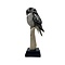 Mounted Northern hawk-owl (B)