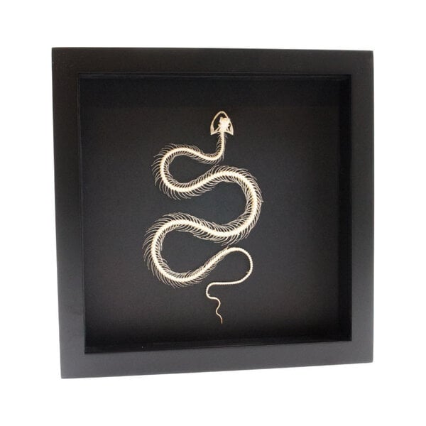 Schlangenskelett in Elegantem Rahmen (25x25cm)