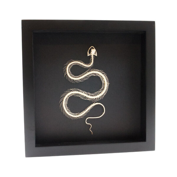 Schlangenskelett in Elegantem Rahmen (25x25cm)