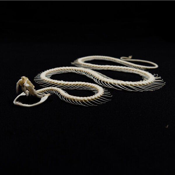 Slangen Skelet in Elegant Lijst (25x25cm)