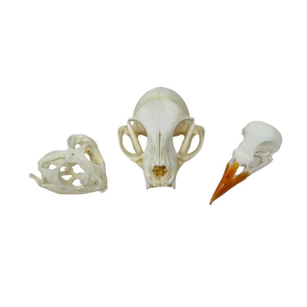 Random set schedels (3)