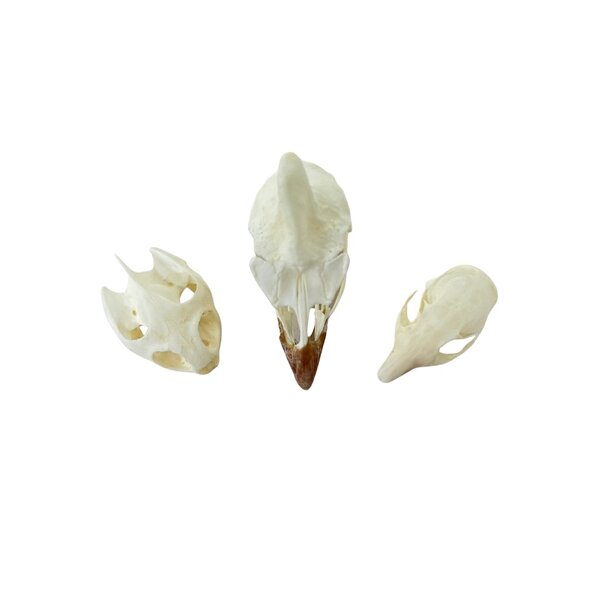Mix set of skulls (3)