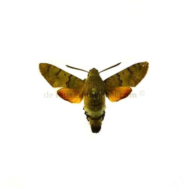 Macroglossum stellatarum - kolibrievlinder