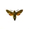 Macroglossum stellatarum - Taubenschwänzchen