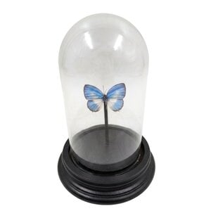 Stolp met Jamides Euchylas (1)
