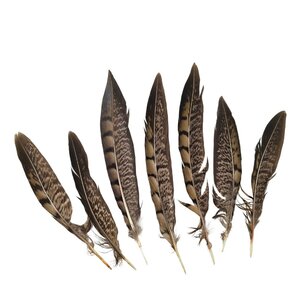Diamantfasan federn 15 -20 cm (10 Stück)