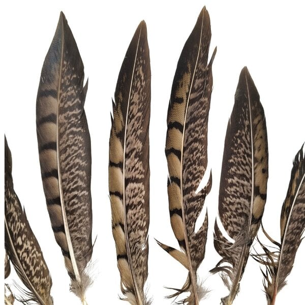 Lady amherst fazant veren 15 -20 cm (10 stuks)