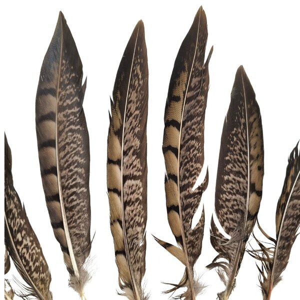 Lady amherst Pheasant feathers 15 -20 cm (10 pieces)