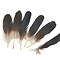 Dark peacock wing coverts 20-30 cm (10 pieces)