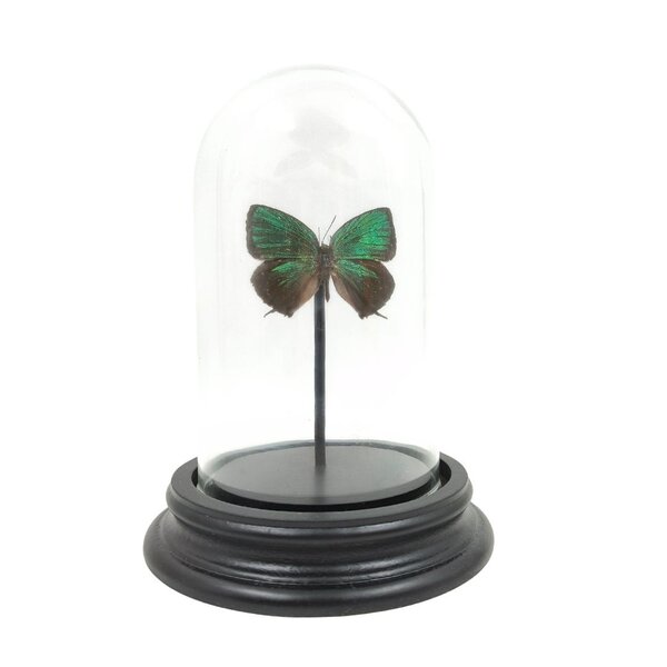 Stolp met Arhopala eumolphus (1)