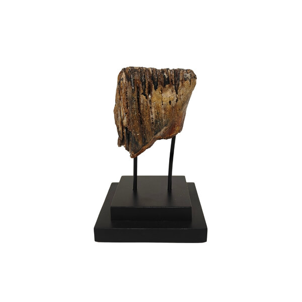 Fossil mammoth molar on stand