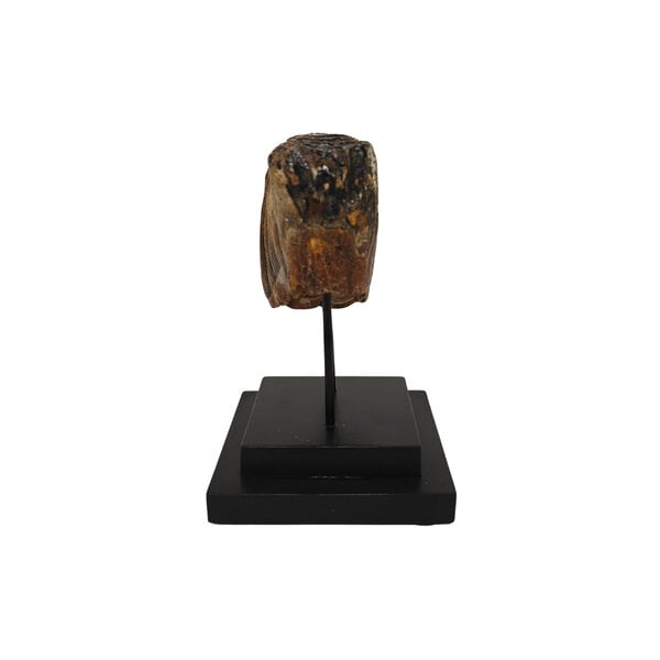 Fossil mammoth molar on stand