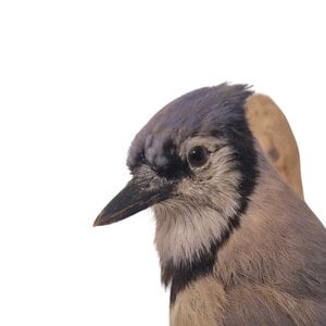 Opgezette Blauwe gaai (Antiek)