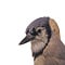Mounted Blue jay (Antique)