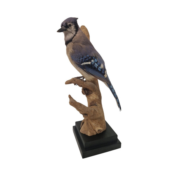 Blauhäher präparat (Antik)
