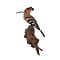 Mounted Hoopoe (B)