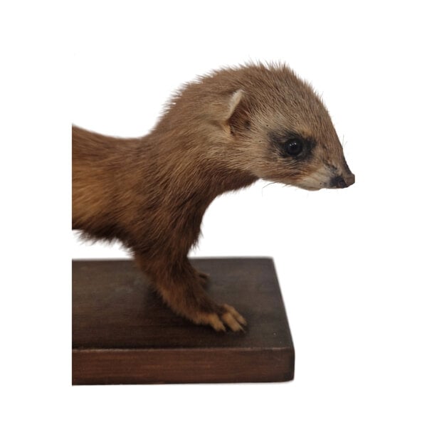 Mounted European polecat