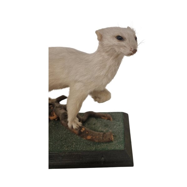 Mounted Stoat (ermine)