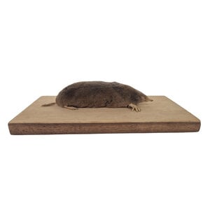 Opgezette mol