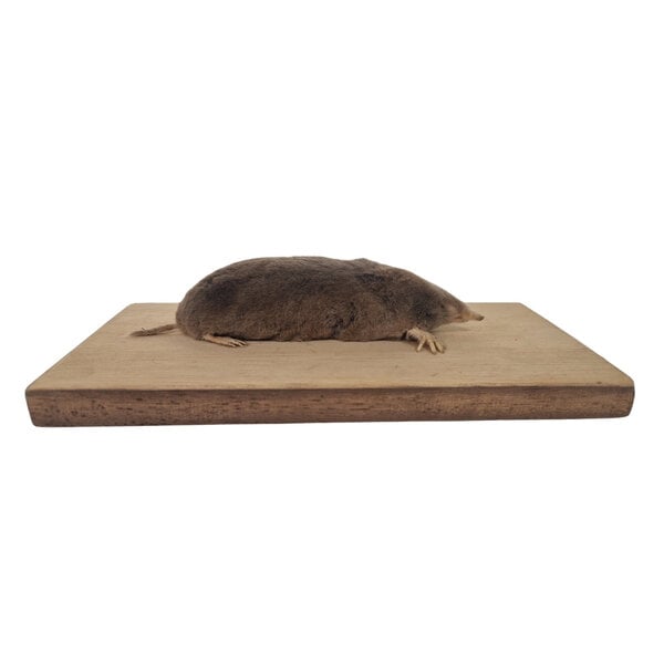 Mounted mole