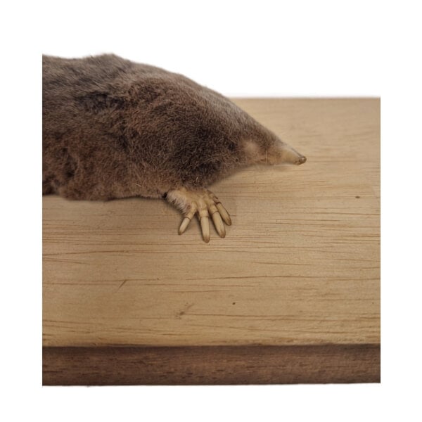 Mounted mole