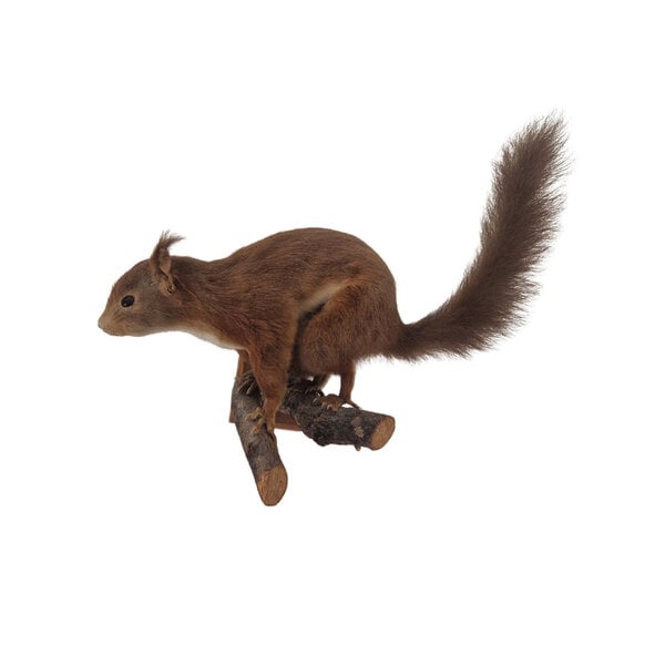 Präparierte Eichhörnchen