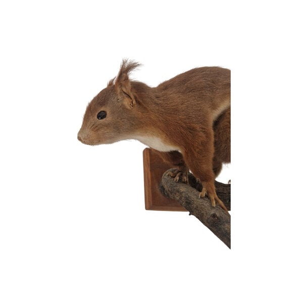 Präparierte Eichhörnchen