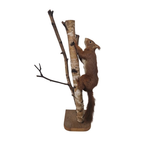 Präparierte Eichhörnchen