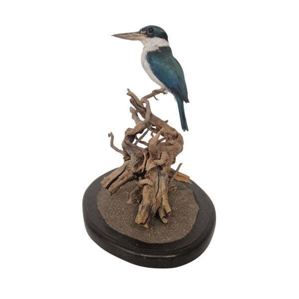 Opgezette Witkraagijsvogel (B)