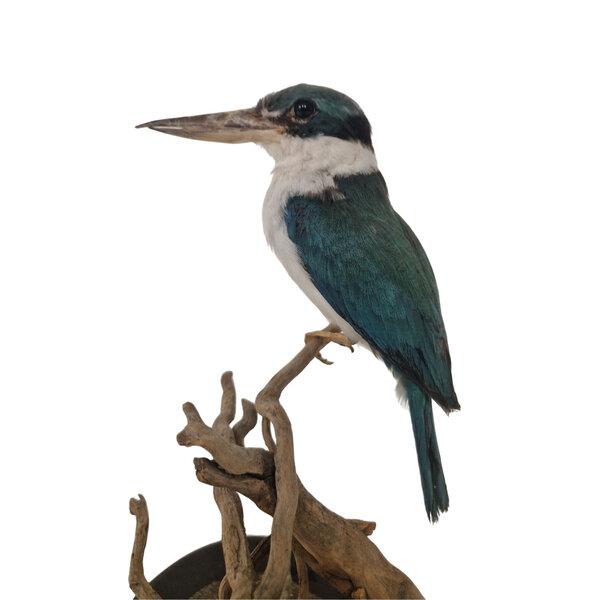 Mounted collared kingfisher (B)
