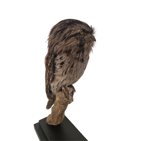Mounted Tawny frogmouth