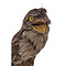 Mounted Tawny frogmouth (B)