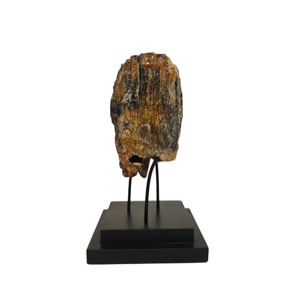 Fossiler Mammutzahn auf stande (XL)